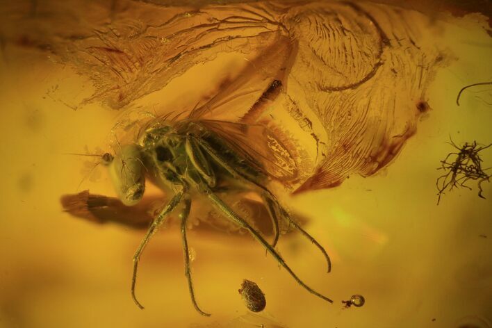 Detailed Fossil Fly (Diptera) In Baltic Amber #59392